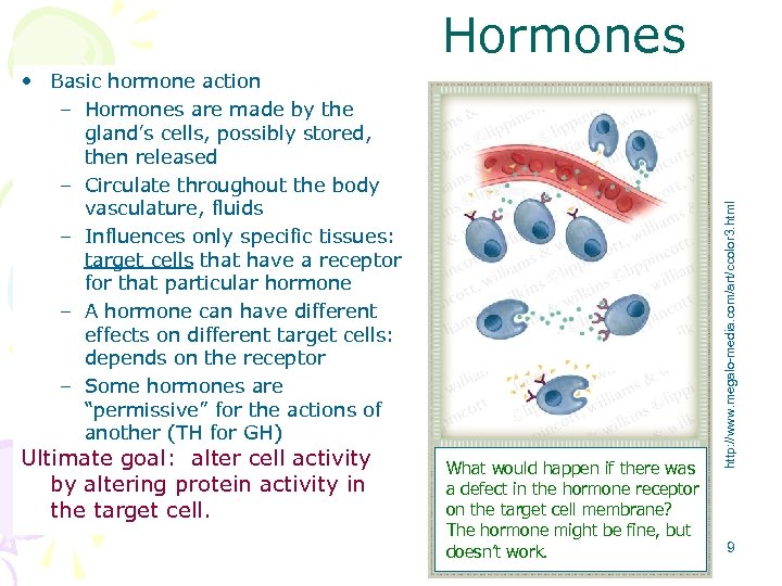  • Basic hormone action – Hormones are made by the gland’s cells, possibly