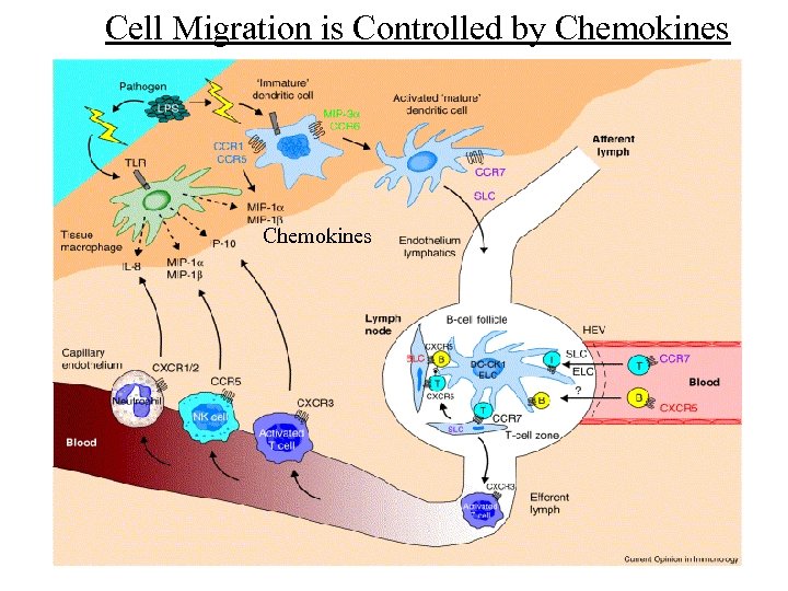 Cell Migration is Controlled by Chemokines 