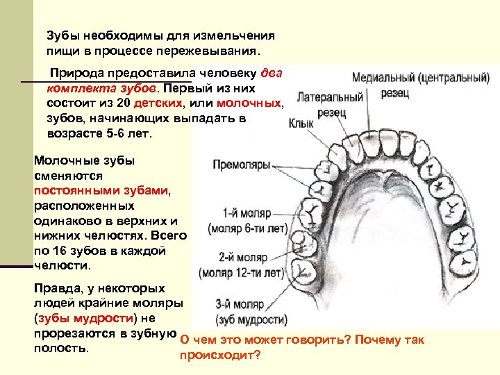 Зубы необходимы для измельчения пищи в процессе пережевывания. Природа предоставила человеку два комплекта зубов.