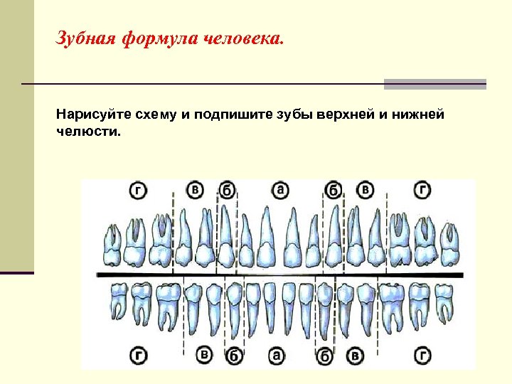 Зубная формула человека. Нарисуйте схему и подпишите зубы верхней и нижней челюсти. 