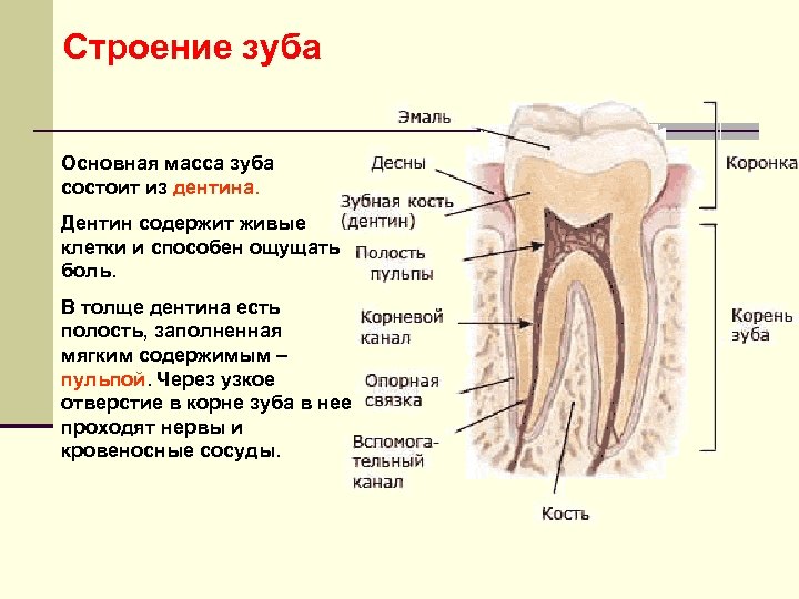 Строение зуба Основная масса зуба состоит из дентина. Дентин содержит живые клетки и способен