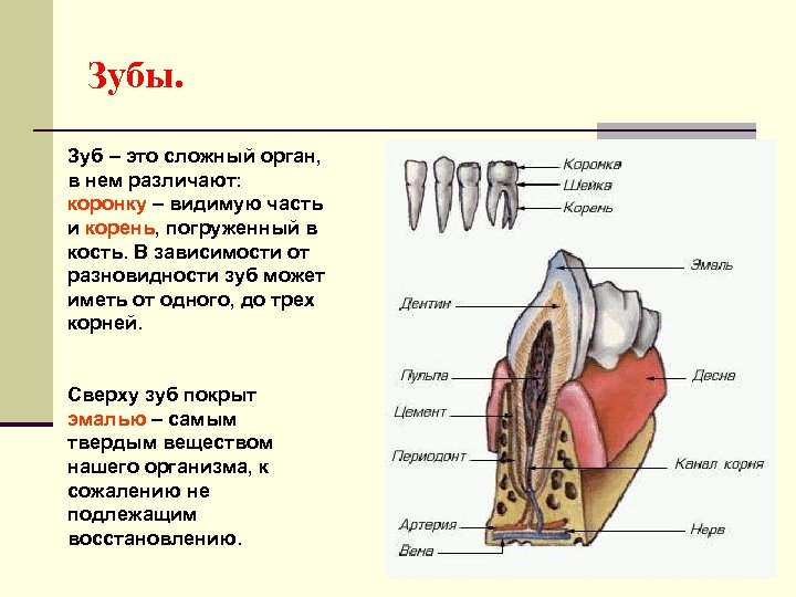 Зубы. Зуб – это сложный орган, в нем различают: коронку – видимую часть и