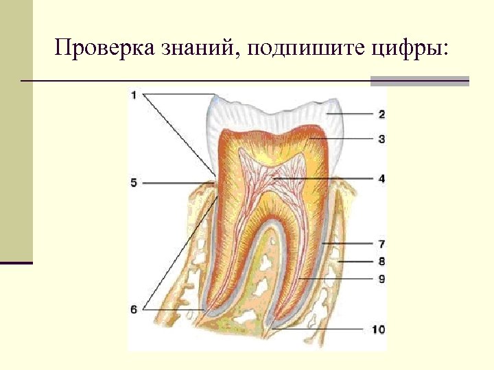 Проверка знаний, подпишите цифры: 