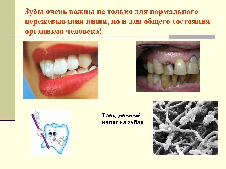 Зубы очень важны не только для нормального пережевывания пищи, но и для общего состояния