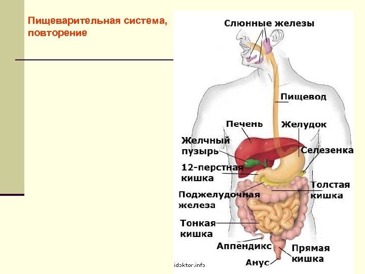 Пищеварительная система, повторение 