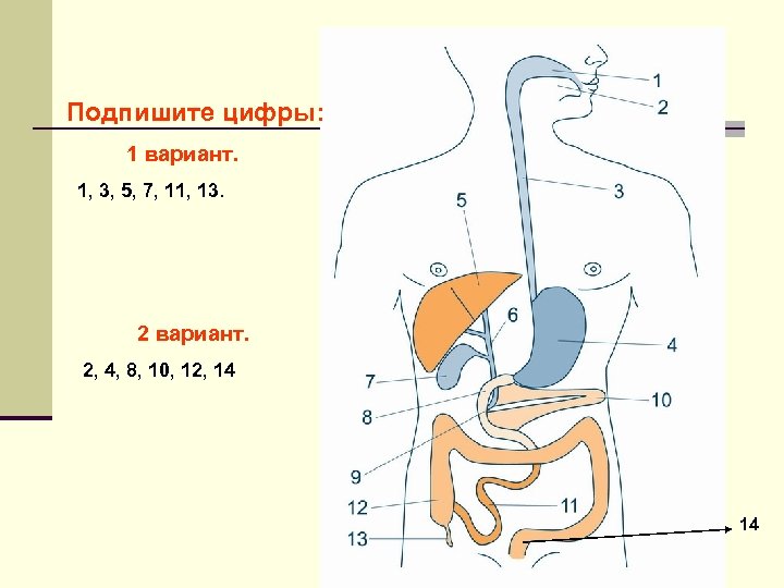 Подпишите цифры: 1 вариант. 1, 3, 5, 7, 11, 13. 2 вариант. 2, 4,