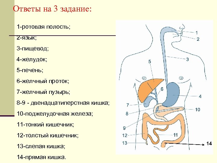 Ответы на 3 задание: 1 -ротовая полость; 2 -язык; 3 -пищевод; 4 -желудок; 5