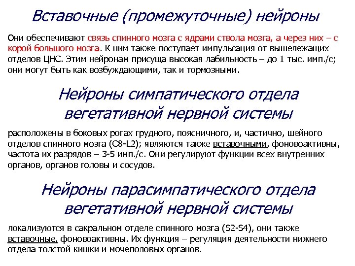 Вставочные (промежуточные) нейроны Они обеспечивают связь спинного мозга с ядрами ствола мозга, а через