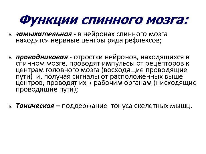 Функции спинного мозга: ь замыкательная - в нейронах спинного мозга находятся нервные центры ряда