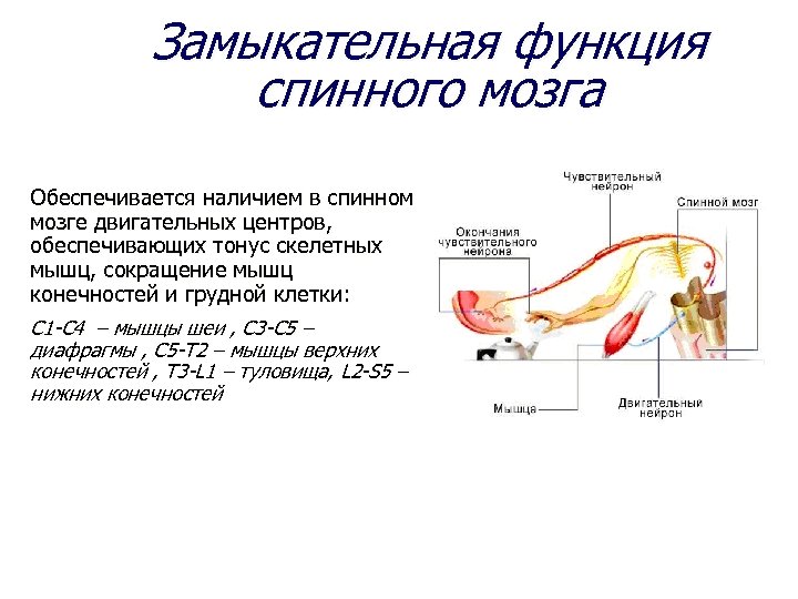 Замыкательная функция спинного мозга Обеспечивается наличием в спинном мозге двигательных центров, обеспечивающих тонус скелетных