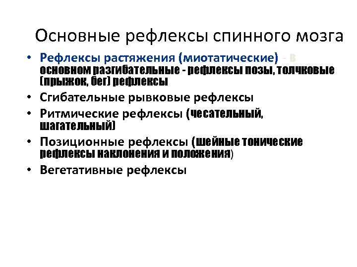 Основные рефлексы спинного мозга • Рефлексы растяжения (миотатические) - в основном разгибательные - рефлексы