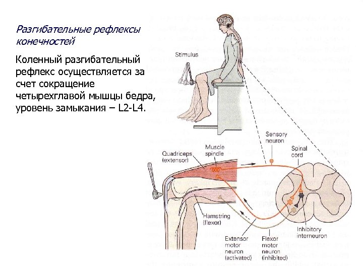 Рефлекс осуществляется. Уровень замыкания коленного рефлекса. Схема коленного рефлекса неврология. Коленный рефлекс физиология. Коленный рефлекс физиология схема.