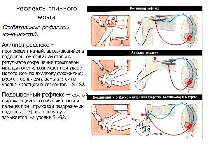Рефлексы спинного мозга Сгибательные рефлексы конечностей: Ахиллов рефлекс – проприоцептивный, выражающийся в подошвенном сгибании