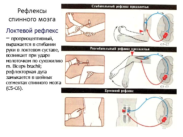 Рефлексы спинного мозга Локтевой рефлекс – проприоцептивный, выражается в сгибании руки в локтевом суставе,