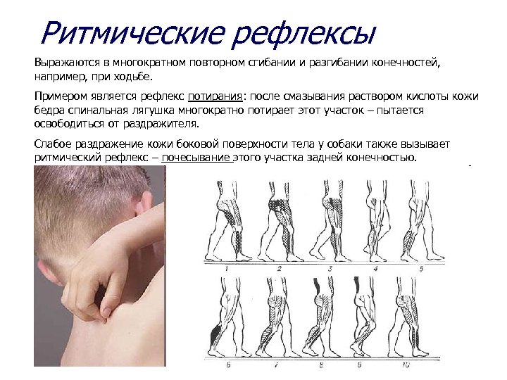 Ритмические рефлексы Выражаются в многократном повторном сгибании и разгибании конечностей, например, при ходьбе. Примером