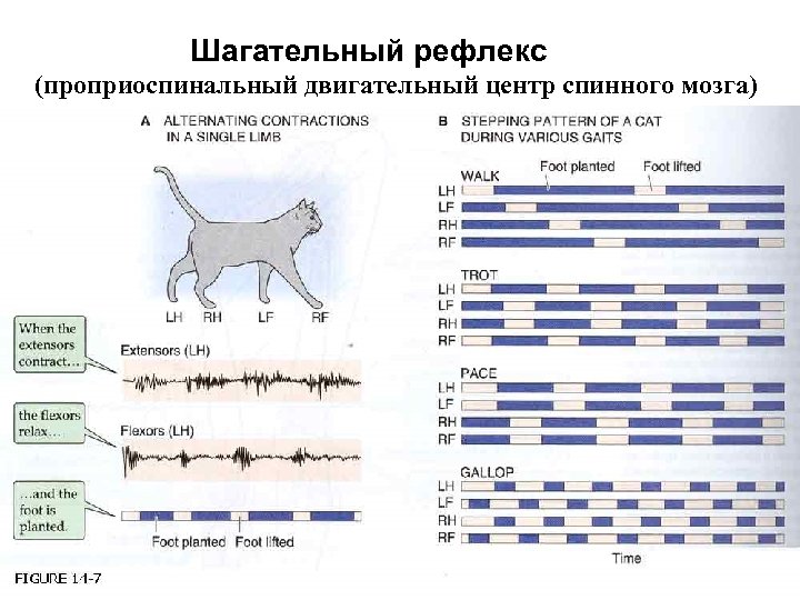 Схема шагательного рефлекса