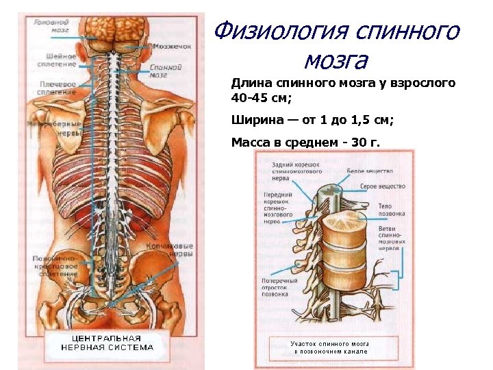 Физиология спинного мозга Длина спинного мозга у взрослого 40 -45 см; Ширина — от