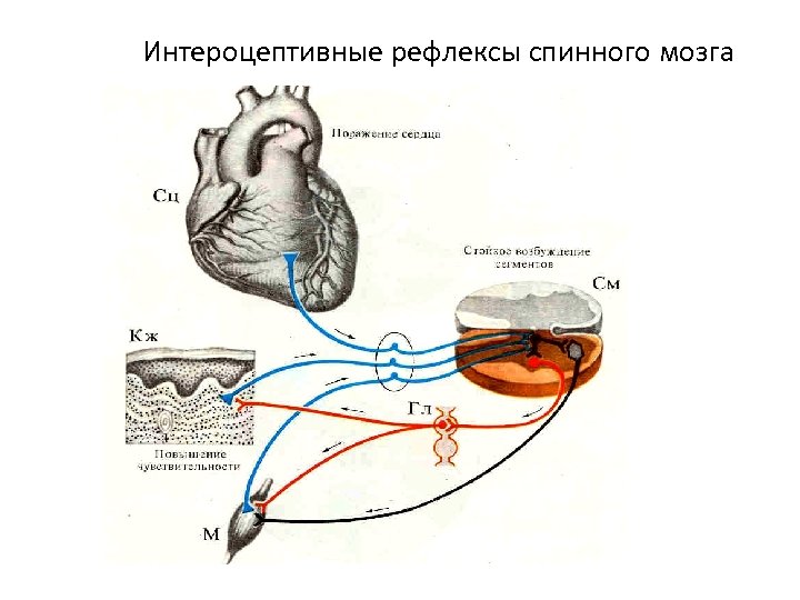 Интероцептивные рефлексы спинного мозга 