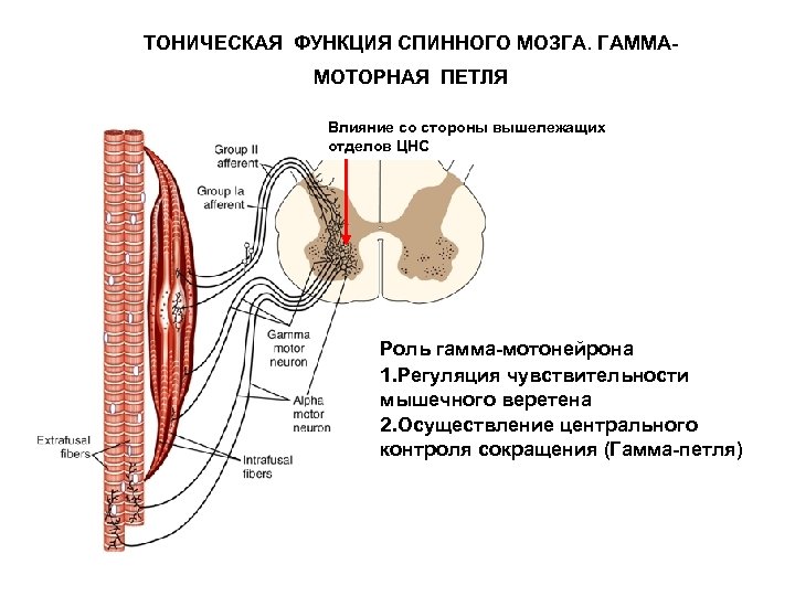 ТОНИЧЕСКАЯ ФУНКЦИЯ СПИННОГО МОЗГА. ГАММАМОТОРНАЯ ПЕТЛЯ Влияние со стороны вышележащих отделов ЦНС Роль гамма-мотонейрона