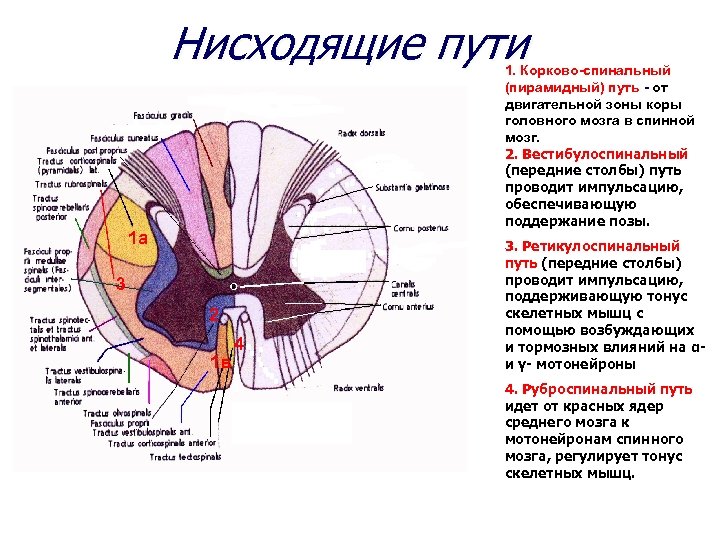 Нисходящие пути 1. Корково-спинальный (пирамидный) путь - от двигательной зоны коры головного мозга в