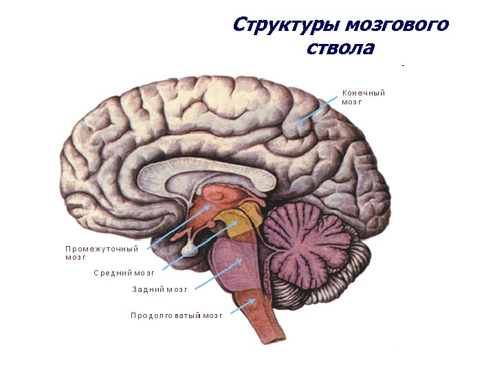 Структуры мозгового ствола 