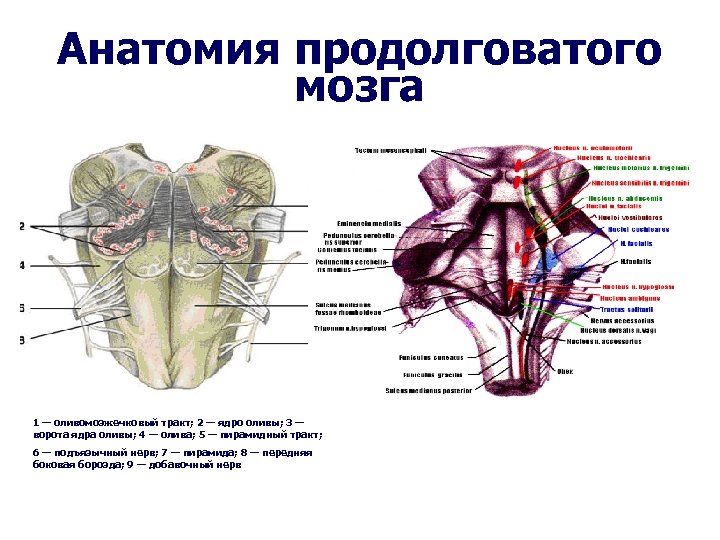 Продолговатый мозг анатомия. Ядра оливы продолговатого мозга. Функция ядра оливы продолговатого мозга:. Заднелатеральная борозда продолговатого мозга. Продолговатый мозг анатомия олива.