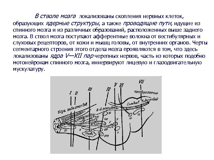 В стволе мозга локализованы скопления нервных клеток, образующих ядерные структуры, а также проводящие пути,