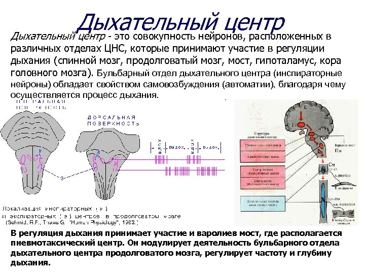 Содержит центры дыхательных рефлексов