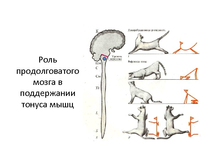 Рефлексы продолговатого мозга. Продолговатый мозг в регуляции мышечного тонуса. Роль продолговатого мозга в регуляции мышечного тонуса. Шейные рефлексы продолговатого мозга. Рефлексы поддержания мышечного тонуса,.