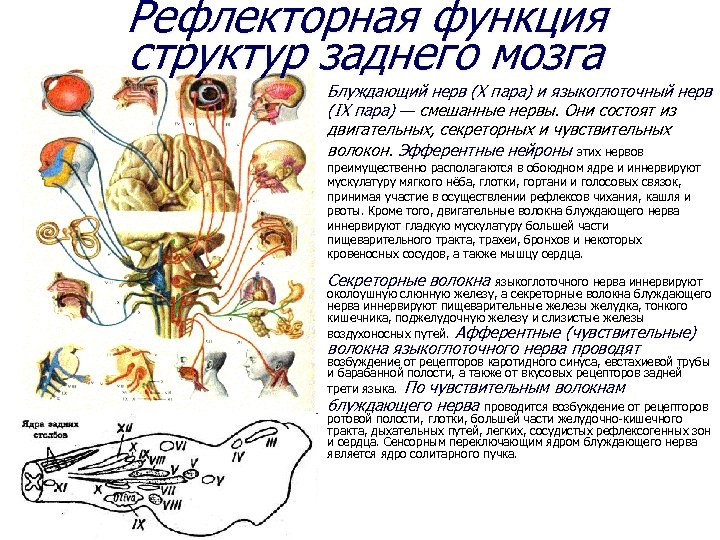 Рефлекторная функция структур заднего мозга Блуждающий нерв (Х пара) и языкоглоточный нерв (IX пара)