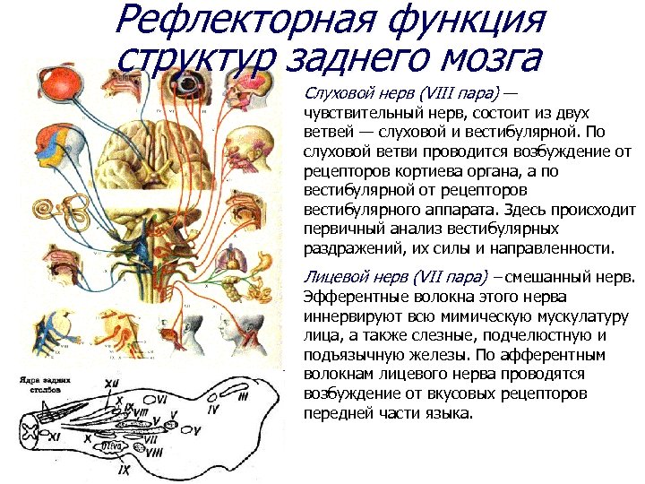 Рефлекторная функция. Рефлекторная функция заднего мозга. Чувствительные нервы. Рефлекторная функция среднего мозга. 8 Пара слуховой нерв.