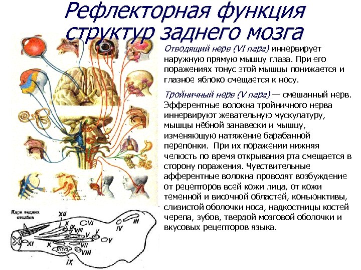 Рефлекторная функция. Рефлекторная функция заднего мозга. Функции и рефлексы заднего мозга. Рефлекторная функция среднего мозга. Задний мозг проводниковая и рефлекторная функции.