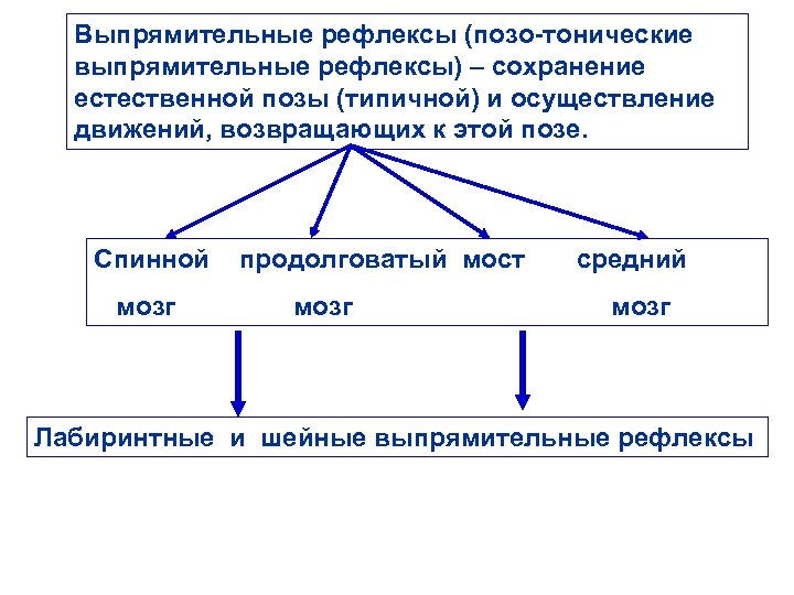 Выпрямительные рефлексы (позо-тонические выпрямительные рефлексы) – сохранение естественной позы (типичной) и осуществление движений, возвращающих