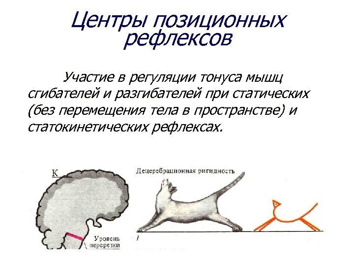 Рефлекс мышц. Статические рефлексы схема. Продолговатый мозг в регуляции мышечного тонуса. Статические и статокинетические рефлексы продолговатого мозга. Рефлексы положения (статические и статокинетические рефлексы).