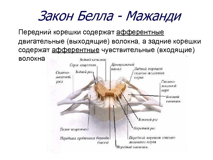 Задние корешки содержат