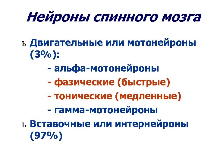 Нейроны спинного мозга ь Двигательные или мотонейроны (3%): - альфа-мотонейроны - фазические (быстрые) -