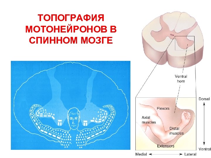 ТОПОГРАФИЯ МОТОНЕЙРОНОВ В СПИННОМ МОЗГЕ 