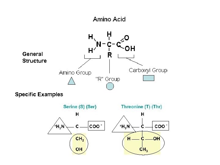 General Structure Specific Examples 