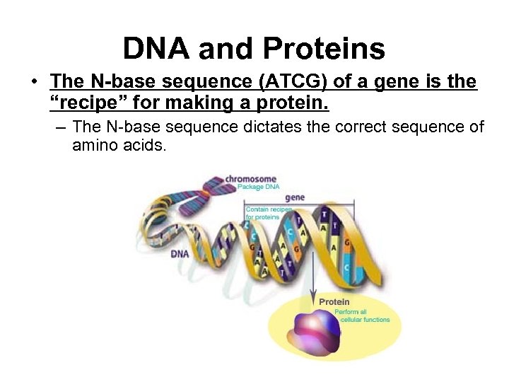 DNA and Proteins • The N-base sequence (ATCG) of a gene is the “recipe”