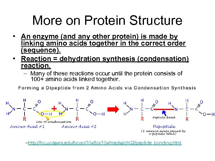 More on Protein Structure • An enzyme (and any other protein) is made by