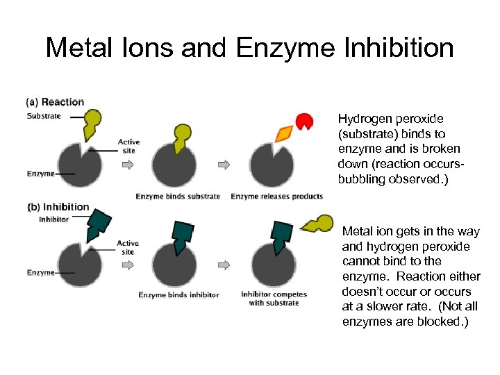 Metal Ions and Enzyme Inhibition Hydrogen peroxide (substrate) binds to enzyme and is broken