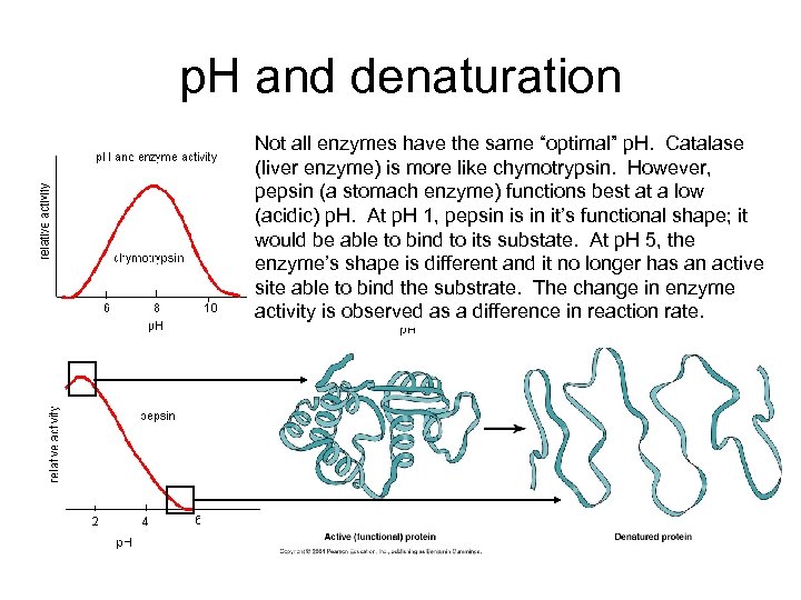 p. H and denaturation Not all enzymes have the same “optimal” p. H. Catalase