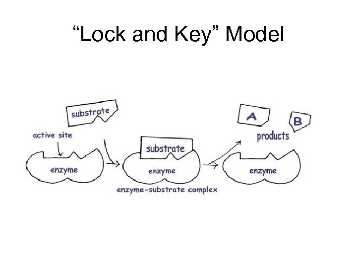 “Lock and Key” Model 