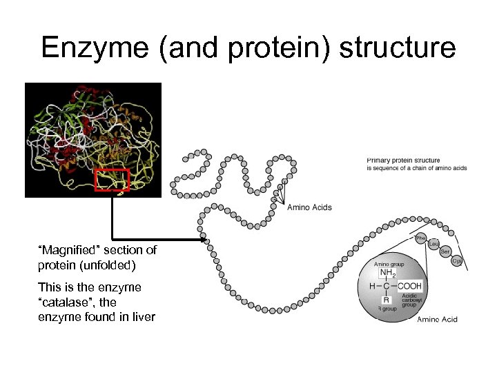 Enzyme (and protein) structure “Magnified” section of protein (unfolded) This is the enzyme “catalase”,