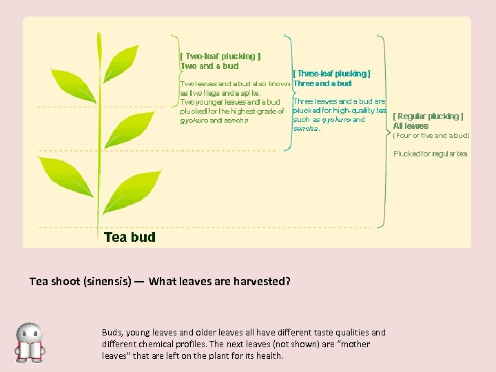 Tea shoot (sinensis) — What leaves are harvested? Buds, young leaves and older leaves