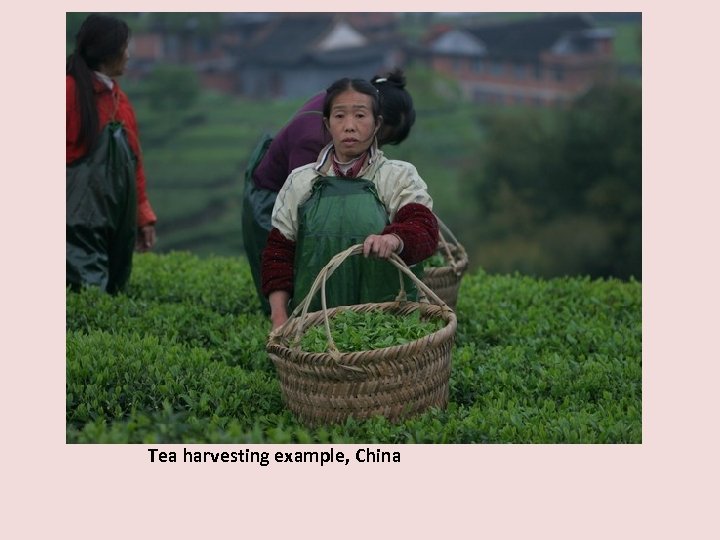 Tea harvesting example, China 