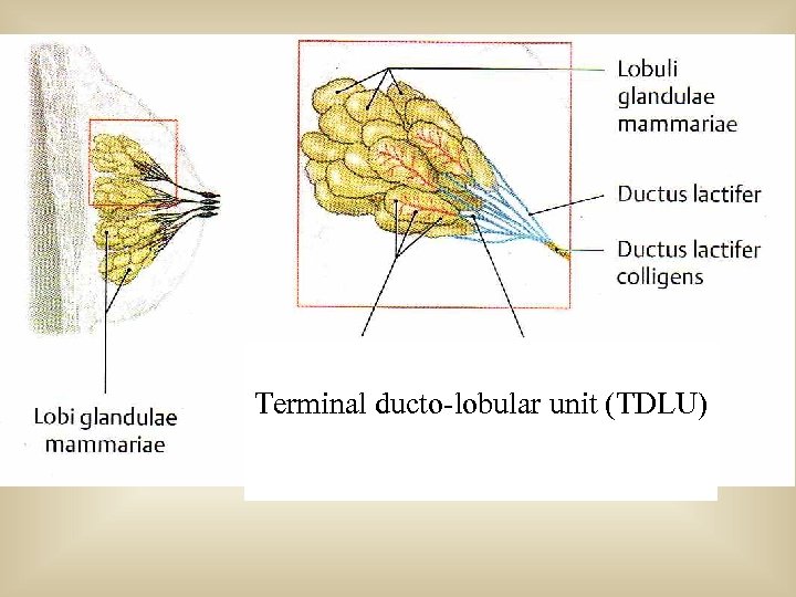 Terminal ducto-lobular unit (TDLU) 