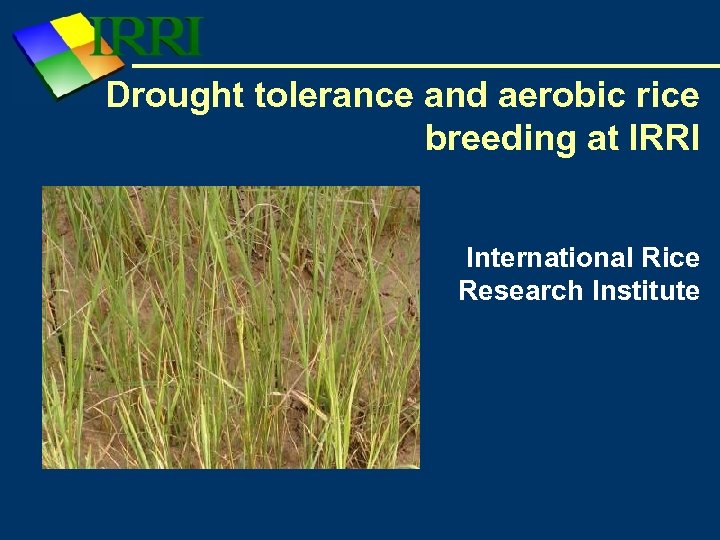 Drought tolerance and aerobic rice breeding at IRRI International Rice Research Institute 