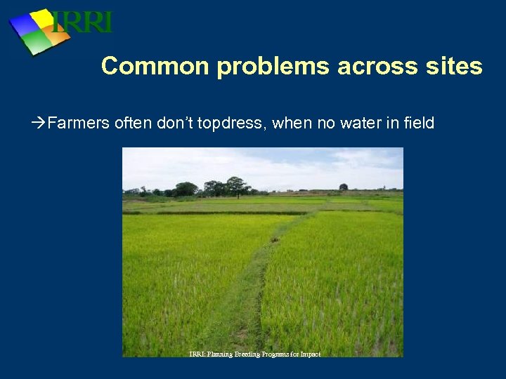 Common problems across sites Farmers often don’t topdress, when no water in field IRRI: