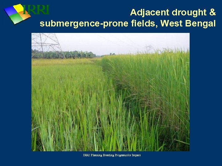 Adjacent drought & submergence-prone fields, West Bengal IRRI: Planning Breeding Programs for Impact 